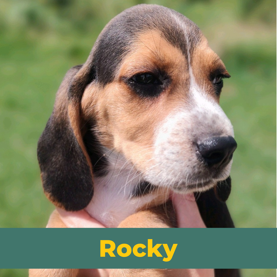 Rocky the Male Beagle Puppy