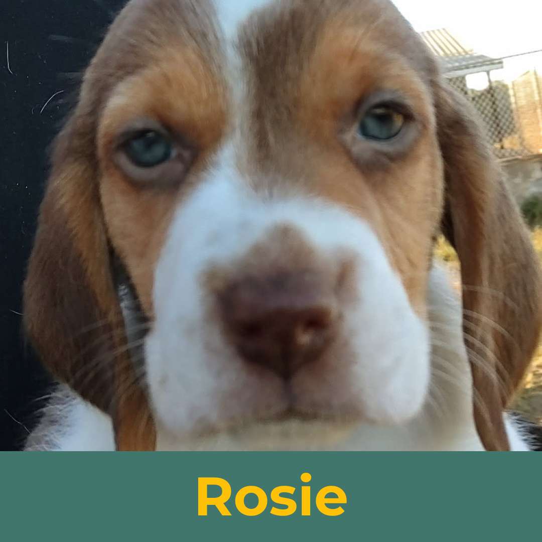 Rosie (Rain & Luke) the Female Beagle Puppy