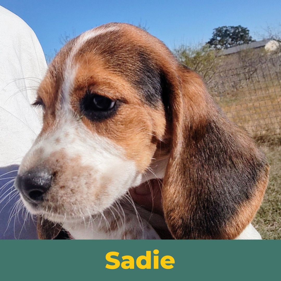 Sadie the Female Beagle Puppy