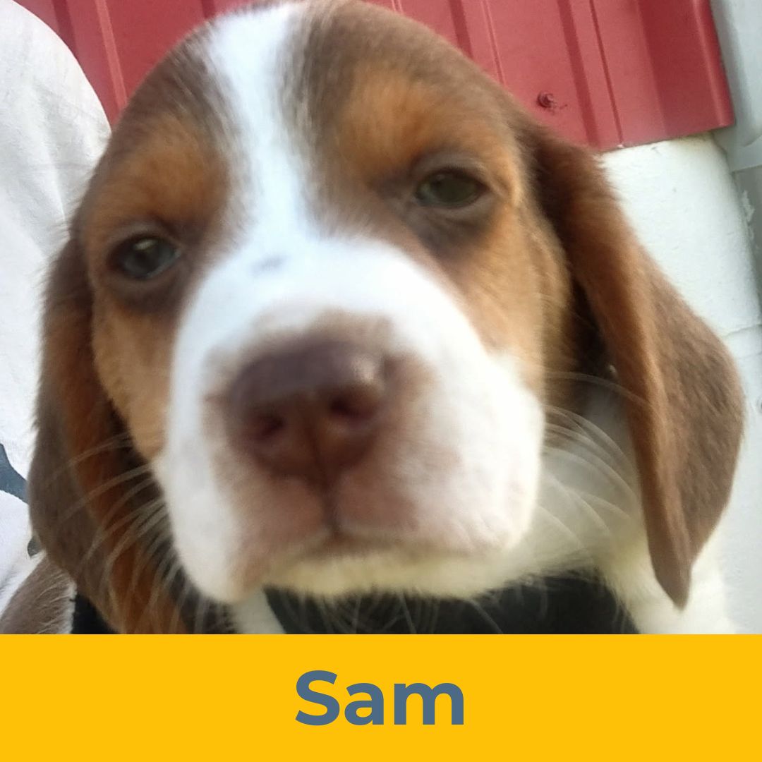 Sam (Rain & Luke) the Male Beagle Puppy