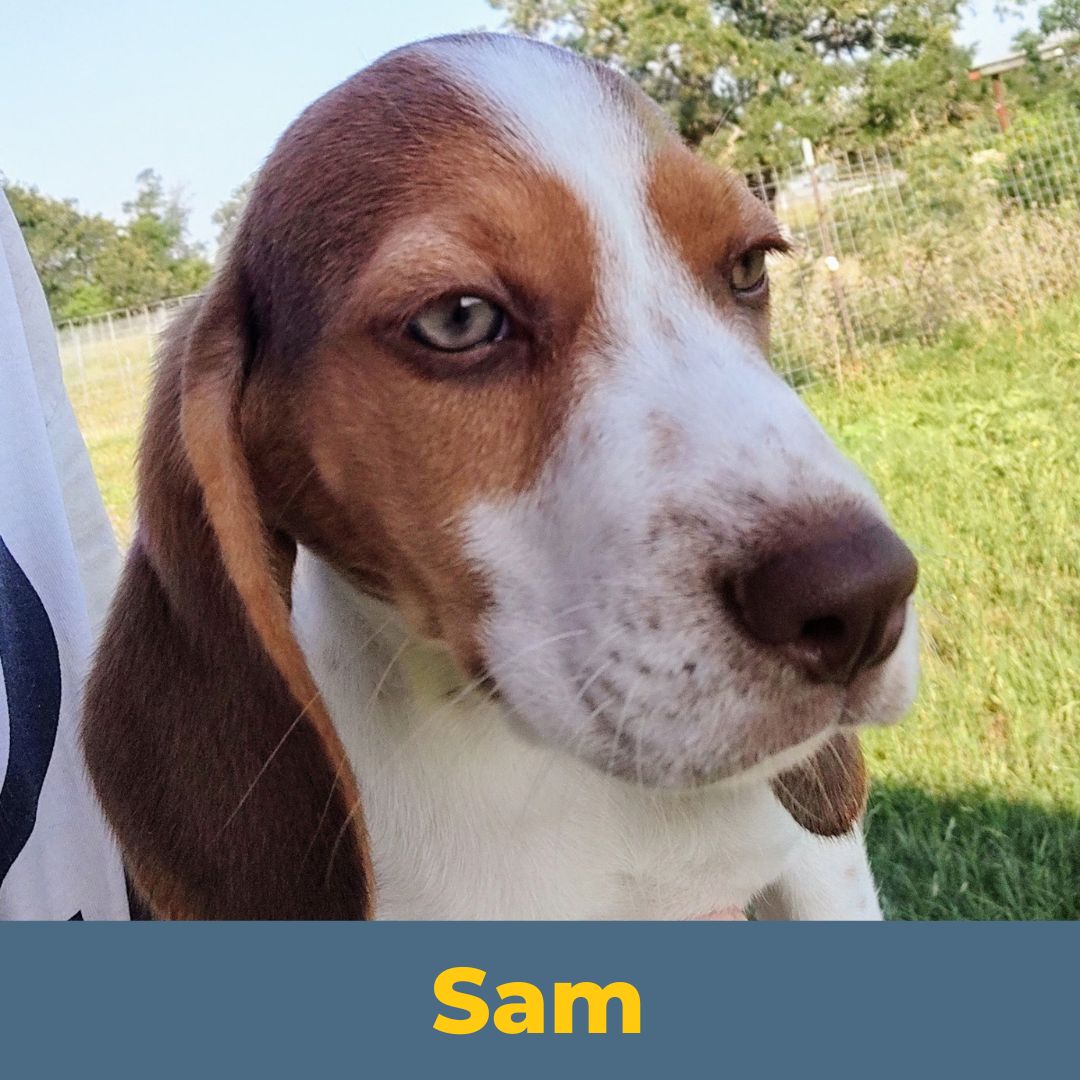 Sam (Sue and John) the Male Beagle Puppy
