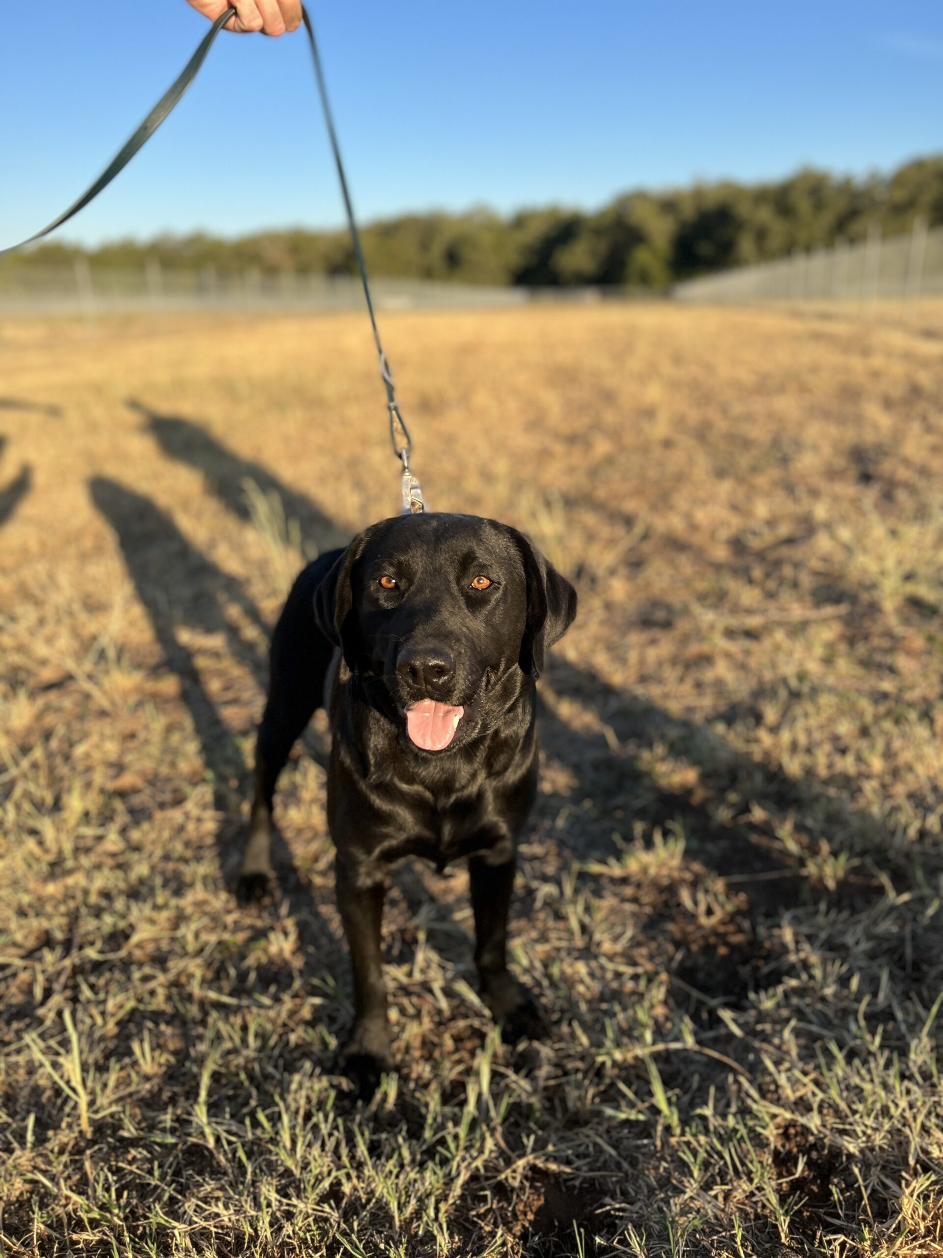 Slick - Lab the Male Beagle