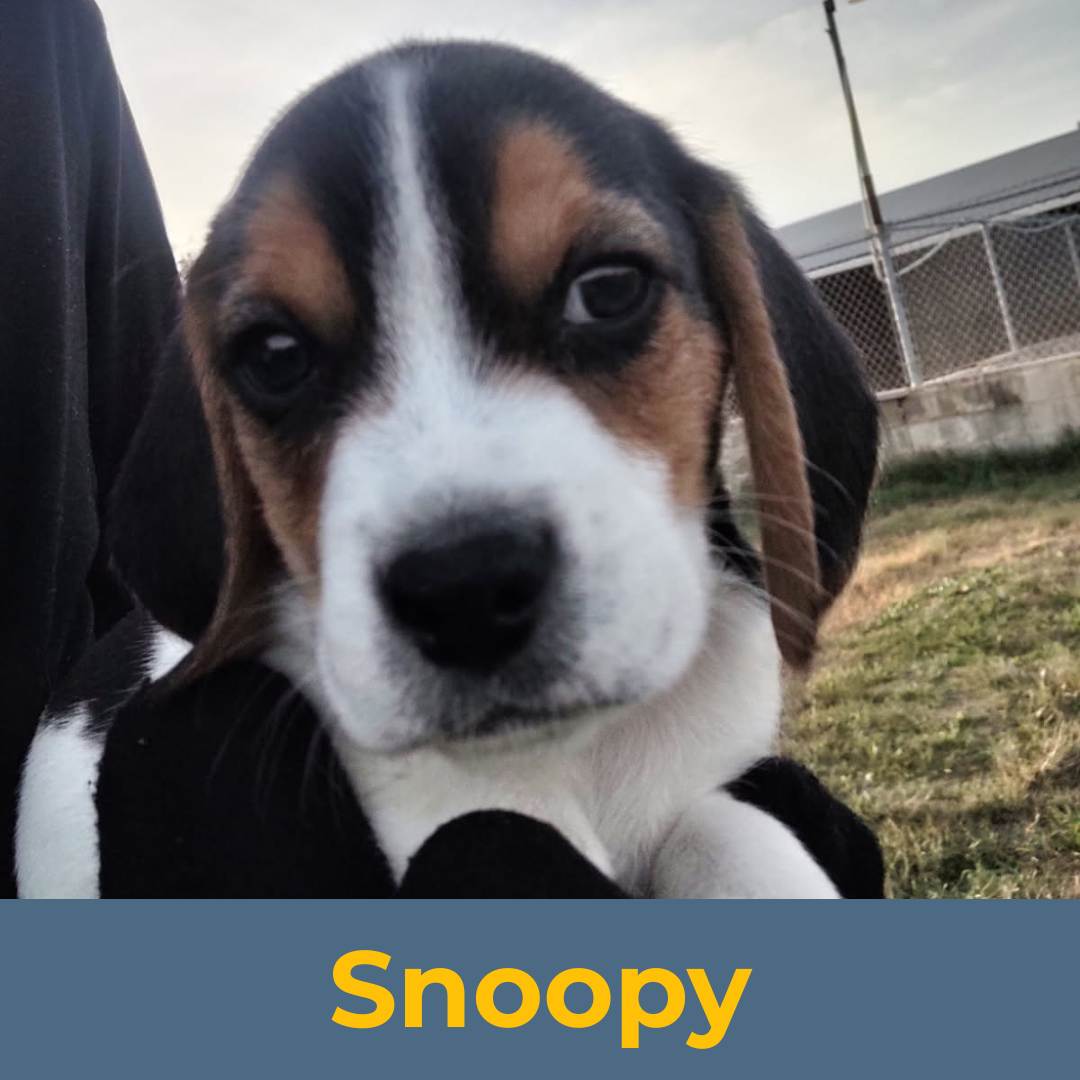 Snoopy (Sue & Luke) the Male Beagle Puppy