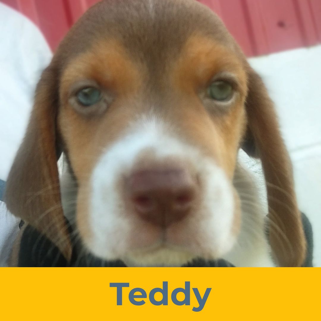 Teddy (Rain & Luke) the Male Beagle Puppy