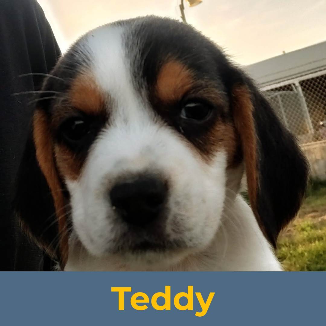 Teddy (Sue & Luke) the Male Beagle Puppy