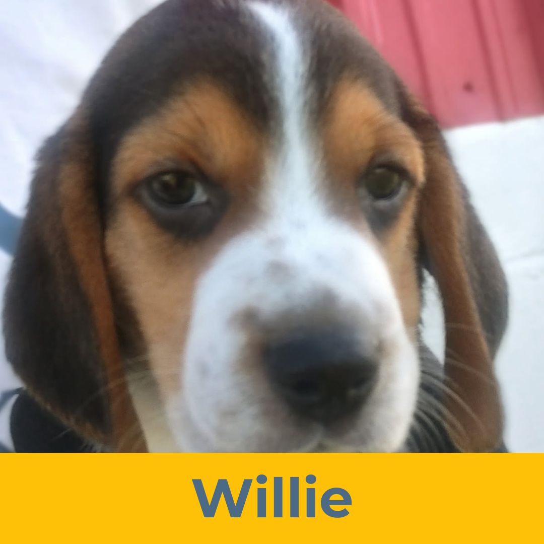 Willie (Rain & Luke) the Male Beagle Puppy