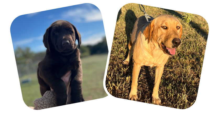 photos of a chocolate lab puppy and an adult yellow lab