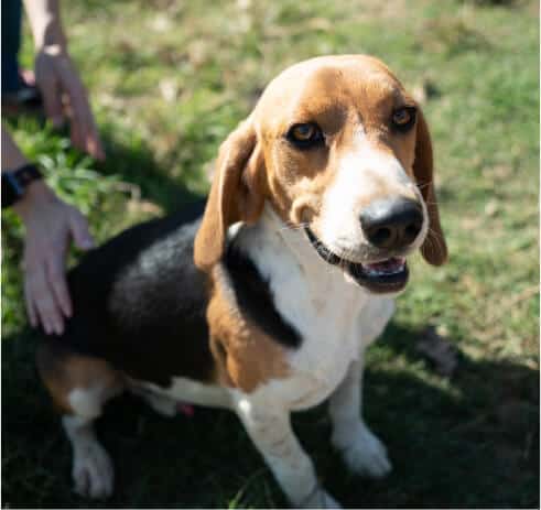 Happy - Beagle the Male Beagle