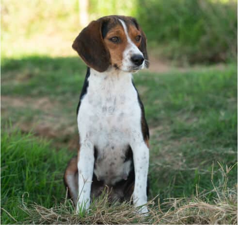 Lady - Beagle the Female Beagle