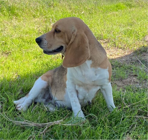 Lulu - Beagle the Female Beagle