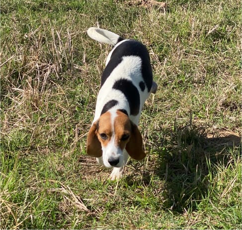 Sue - Beagle the Female Beagle