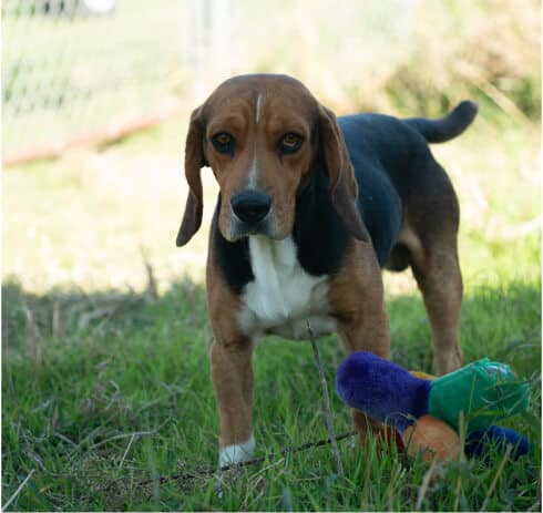 Tim - Beagle the Male Beagle